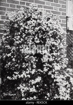 . C.M. Hobbs &Amp; Söhne. Baumschulen Gartenbau Kataloge; Evergreens Kataloge; Obstbäume Kataloge; Klettern; Sträucher pflanzen Kataloge Kataloge Kataloge; Blumen; Gemüse Kataloge. AMPELOPSIS VEITCHII Durchmesser. Sie sind sehr wertvoll für die Ausbildung um und über Säulen, Balkone, Zäune, Rock, etc. Große blühende Sorten Herzogin von Edinburg - Fein, groß, mit weißen Blumen; Blüten frei. Jackmani - Immense Blumen eines intensiven Vio-lassen-lila Farbe; Blüte ständig alle Sum-mer. The President - Blumen cremig-weiß und sehr groß. Eine kostenlose blühende Pflanze. Frau Edouard Andre - Blumen sind ein Wunder- Stockfoto