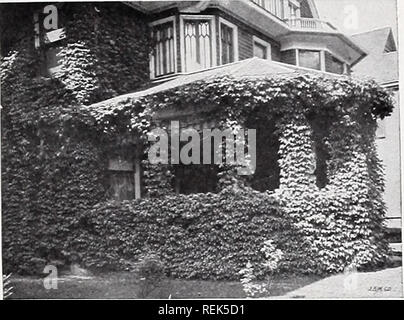 . C.M. Hobbs &Amp; Söhne. Baumschulen Gartenbau Kataloge; Evergreens Kataloge; Obstbäume Kataloge; Klettern; Sträucher pflanzen Kataloge Kataloge Kataloge; Blumen; Gemüse Kataloge. AMPELOPSIS VEITCHII Durchmesser. Sie sind sehr wertvoll für die Ausbildung um und über Säulen, Balkone, Zäune, Rock, etc. Große blühende Sorten Herzogin von Edinburg - Fein, groß, mit weißen Blumen; Blüten frei. Jackmani - Immense Blumen eines intensiven Vio-lassen-lila Farbe; Blüte ständig alle Sum-mer. The President - Blumen cremig-weiß und sehr groß. Eine kostenlose blühende Pflanze. Frau Edouard Andre - Blumen sind ein Wunder- Stockfoto