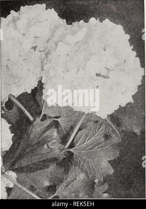. C.M. Hobbs &Amp; Söhne. Baumschulen Gartenbau Kataloge; Evergreens Kataloge; Obstbäume Kataloge; Klettern; Sträucher pflanzen Kataloge Kataloge Kataloge; Blumen; Gemüse Kataloge. Viburnum opulus - Hohe Bush Cranberry. Viburnum opulus Sterilis - Gemeinsame Schneeball. V. Lantana (Wayfaring Baum). Großen weißen Blüten in Clustern. Blüht im Mai, die leuchtend roten Beeren ändern zu Schwarz, später folgten. Mag trockenen Stellen und Kalkstein Boden. V. Lentago (Nanny - berry; Sheepberry). Blumen Cremeweiß; duftend. Licht grünes Laub. V. Opulus (hohe Bush Cranberry). Dieser vari- sellschaft hat schöne weite Blätter o Stockfoto