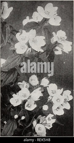 . C.M. Hobbs &Amp; Söhne. Baumschulen Gartenbau Kataloge; Evergreens Kataloge; Obstbäume Kataloge; Klettern; Sträucher pflanzen Kataloge Kataloge Kataloge; Blumen; Gemüse Kataloge. Ixmicera Morrowi - Bush Geißblatt.. Cornus alba 'Sibirica - Mock Orange. S. Manteau d'Hermine. Neue, doppelt, Zwerg Anbauer. S. Souvenir de Billard. Neuen, einheitlichen, reines Weiß. Sehr freie blühende Pflanze. S. jungfräulich. Sehr kräftige Pflanze, große ovale acuminated verlässt. Ripp Rispen einschließlich 5 bis 7 große Doppelzimmer crested Blumen, runde Blütenblätter weiß, süß duftend. Die gute Gewohnheit und die guten Qualitäten der Blüte reicht die Anlage ein Stockfoto