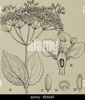 . Die Klassifizierung der blühenden Pflanzen. Pflanzen. 564 blühenden Pflanzen die Anzahl und Entwicklung der Samenkapseln große Variabilität sogar in ein und derselben Gattung. In Leycesteria und einige Arten von sambucus Es gibt fünf Fruchtblätter (selten mehr in Leycesteria), die gleichermaßen entwickelt; vier in Symphoricarpus, drei in den meisten übrigen Gattungen und zwei in Diervilla. Die Zahl der Eizellen ist ebenfalls variabel; Sam-. Abb. 261. Viburnum villosum. A. Blütentrieb, f Nat. Größe. B. in der Blüte, im Längsschnitt zu zeigen die einzelnen funktionellen Kammer der Samenkapsel mit hängend Samenanlage, x8. C. Stockfoto