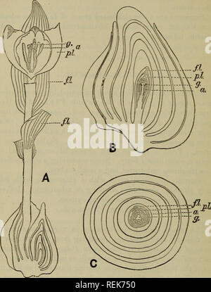 . Die Klassifizierung der blühenden Pflanzen. Pflanzen. 288 blühenden Pflanzen [CH.der nächsten Saison Pflanze als seitliche Schießen in der achsel eines Scale-Blatt an seiner Basis. A. EINE Tulpe - Pflanze in Blüte: an der Basis der Blüte - Stiel und auf der rechten Seite ist die Glühbirne im nächsten Jahr entwickeln. B. Längsschnitt der Glühlampe ist ein im nächsten Jahr. (Anfang September). C. Querschnitt der gleiche. Von F. Darwin. w. l, Blätter am Blütenstengel getragen; s. l, Blütenblätter; a, antheren; g, Stempel. Wie rhizomartige und Bauchigen Kräuter produzieren Blätter und tiowers während der oft kurzen vegetativen Saison, nach der die Stockfoto