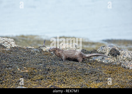 Fischotter (Lutra Lutra). Schwanz oder Ruder, angehoben und Spraint Kennzeichnung, inmitten der Blase Rack braunem Seetang und Acorn Barnacle fallenden Felsen an der Küste. Die Insel Mull. Innere Hebriden, an der Westküste von Schottland. ​ Stockfoto