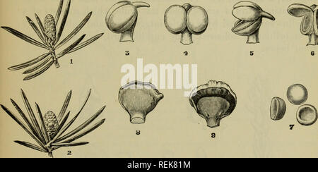 . Die Klassifizierung der blühenden Pflanzen. Pflanzen. Kranke] CONIFERAE 91 Die sporangien aus kleinen Gruppen von Zellen auf der Oberfläche der sporophyll entwickelt; zahlreiche sporogenous Zellen durch Teilung einer hypodermal archesporium produziert werden, und durch mehrere Wand- Schichten umgeben werden, die innerste bildet die tapetal Layer. Chamberlain^ gefunden, daß in den Finnen Laricio, Gupressus Laiusoniana und Taxus whipplei Die spore - Mutter - Zellen bereits im Oktober gebildet wurden und blieb durch den Winter ruht, jede Division während der nächsten Frühling in vier Tochter - Zellen - die Pollen - Körner. T Stockfoto