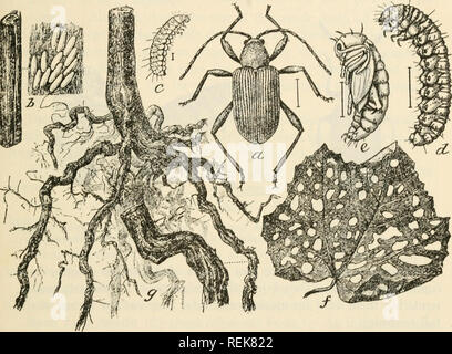 . Klasse Buch der wirtschaftlichen Entomologie. Insekten, Schädigenden und nützlich. [Aus dem alten Katalog]; Insekten; Insekten. Klassifizierung UND BESCHREIBUNG DER GEMEINSAMEN INSEKTEN 31 unterbrach ich Cottonwood Leaf Beetle {Lina interrupta Fab.) In rötlich-gelb Flügeldecken mit runden schwarzen Flecken, oder Quer schwarzen Streifen. Frucht Baum Blatt Syneta {Syneta albida Lee) - klein, braun oder gelblich-weißes Blatt Käfer, j/^ Zoll lang, manchmal schädlich für Obstbäume im Frühjahr in British Columbia und Oregon. Abb. 201.- Die Rrape root Worm (Fidia vilicida): a, Käfer; b, Eier in natürlicher Größe unter der Rinde und mueh Stockfoto