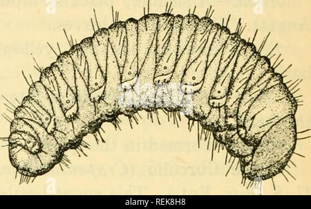 . Klasse Buch der wirtschaftlichen Entomologie, mit besonderem Bezug auf die wirtschaftliche Insekten der Norden der USA und in Kanada. Nützliche Insekten; Schädlinge; Insekten; Insekten. Schwein. 217. - Erdbeere root Rüsselkäfer {Otiorhynchus Ovatus) und seine grub. {Nach Treherne, Bui. 8, Div. Ent., Abt. Landwirtschaft, Can.) Larve. - Ein kleiner weißer grub^^ Zoll lang; Feeds auf Wurzeln von Stroh-Berry, Klee, Lieschgras, Rhabarber, Sauerampfer; dauert ca. 7 Monate. Winter teilweise gewachsen. Puppe. - vier bis acht Zoll unterhalb der Oberfläche; dauert von 21 bis 24 Tagen. Mai-juni. Steuerung - fruchtfolge als zwei- und dreijährigen Plantagen leiden Mos Stockfoto