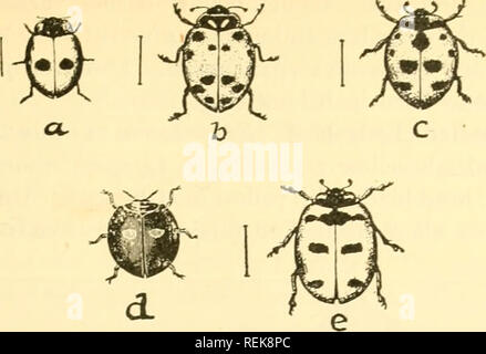 . Klasse Buch der wirtschaftlichen Entomologie, mit besonderem Bezug auf die wirtschaftliche Insekten der Norden der USA und in Kanada. Nützliche Insekten; Schädlinge; Insekten; Insekten. Klassifizierung UND BESCHREIBUNG DER GEMEINSAMEN INSEKTEN 289. Abb. 188.-Lady-bird Käfer: a. eine 2-spotted Lady - Käfer (Adalia bipunctata); b, Die konvergente Dame - Käfer {Hippodamia convergens); c, die g-Dame entdeckt - Käfer (Coccinella g-Notata); d, zweimal - Erstochen lady-bird (Chilocorus bivulnertis); e, der 5-Dame entdeckt - Käfer (C s-Notata). (Nach Briilon.). Bitte beachten Sie, dass diese Bilder aus gescannten Seite Bilder extrahiert werden Stockfoto