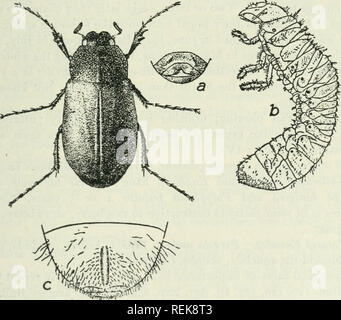 . Klasse Buch der wirtschaftlichen Entomologie, mit besonderem Bezug auf die wirtschaftliche Insekten der Norden der USA und in Kanada. Nützliche Insekten; Schädlinge; Insekten; Insekten. Abb. 19 S. - Juni Käfer {Lachnosterna arciiala): Ein, Erwachsene; b, Puppe; c, Ei; d, frisch geschlüpfte Larve; e, reife Larven. {Nach Chittenden, US Bur. Enl). Abb. 199.- Juni Käfer {Lachnosterna rugosa): Ein, Erwachsene; b, Larve; c, letzte Segment der Larve. {Nach Forbes.). Bitte beachten Sie, dass diese Bilder aus gescannten Seite Bilder, die digital für die Lesbarkeit verbessert haben mögen - Färbung und Aussehen dieser Il extrahiert werden Stockfoto