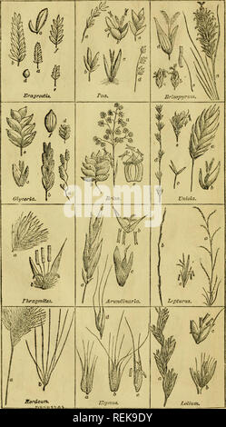 . Klasse - das Buch der Botanik: die Konturen der Struktur, Physiologie und Klassifizierung der Pflanzen; mit einem Flora von den Vereinigten Staaten und Kanada. Botanik; Pflanzen; pflanzen. Iv. Bitte beachten Sie, dass diese Bilder sind von der gescannten Seite Bilder, die digital für die Lesbarkeit verbessert haben mögen - Färbung und Aussehen dieser Abbildungen können nicht perfekt dem Original ähneln. extrahiert. Holz, Alphonso, 1810-1881. New York, A. S. Barnes&amp; Grat Stockfoto