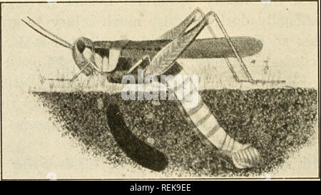 . Klasse Buch der wirtschaftlichen Entomologie. Insekten, Schädigenden und nützlich. [Aus dem alten Katalog]; Insekten; Insekten. Abb., 64.-Red-legged Grasshopper (melanoplus Femur - rubr 71 m): Oben, erwachsenen männlichen; Unten, erwachsene Frau. Über zweimal in natürlicher Größe. {Nach W.R. Walton, US Bur. Ent.). Abb. 65.- Locust ovipositing ; Ei pod im Boden auf der rechten Seite. Die Hälfte vergrößert. {Nach Gibson, Ent. Circ. 5, Abt. Landwirtschaft, Ottawa.) £ gg 5.^ pod abgelegt - wie Massen im Boden; länglich-oval. Nymphen, - unterscheiden sich in ihrer Größe je nach Alter und Monat; alle Stufen der Entwicklung von Flügeln; Grau in Gelb; 5 Häutungen.. Bitte beachten Sie, dass diese i Stockfoto