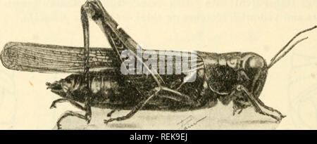 . Klasse Buch der wirtschaftlichen Entomologie. Insekten, Schädigenden und nützlich. [Aus dem alten Katalog]; Insekten; Insekten. Abb., 64.-Red-legged Grasshopper (melanoplus Femur - rubr 71 m): Oben, erwachsenen männlichen; Unten, erwachsene Frau. Über zweimal in natürlicher Größe. {Nach W.R. Walton, US Bur. Ent.). Bitte beachten Sie, dass diese Bilder sind von der gescannten Seite Bilder, die digital für die Lesbarkeit verbessert haben mögen - Färbung und Aussehen dieser Abbildungen können nicht perfekt dem Original ähneln. extrahiert. Lochhead, William, 1864 - [aus alten Katalog]. Philadelphia, S. Blakiston's Sohn &Amp; Co Stockfoto
