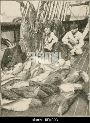 . Civic Biologie; Lehrbuch der Probleme, lokaler und nationaler Ebene, die nur durch die bürgerliche coöperation gelöst werden können. Biologie. Probleme der FlSll und Angeln 29', wenn für jeden Bezirk in den Vereinigten Staaten oder Kanada die oben qtiestions kann in der airnmative beantwortet werden, bleibt immer noch eine thino - für die Klasse, die in den bürgerlichen bioloo^v zu tun. Writ * - bis die Geschichte zu erzählen, wie die connnunity< Deckel il. Es wird die meisten interestino - und lehrreich ''Tish slniv ** evt 'i-wiiuen beweisen. Umfrage des Bezirkes. Der erste Schritt in Richtung einer sdhuioii der oben genannten Probleme ist ein sur-vey aus heimischen Gewässern. Eine interessierte Gruppe, oder com- Stockfoto