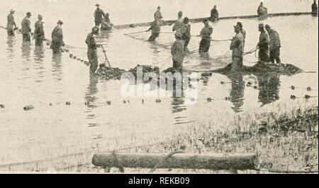 . Civic Biologie; Lehrbuch der Probleme, lokaler und nationaler Ebene, die nur durch die bürgerliche coöperation gelöst werden können. Biologie. 296 CIVIC BIOLO (iV tliem? Die Menschen haben alle guten tisli und gute Angelmöglichkeiten, die Sie brauchen, good-natured zu halten? Es gibt Millionen von Quellen und Bäche und fließenden Brunnen, von denen viele in der Bildung liome Fischteichen gedreht werden könnte. Diese werden als Vorratsbehälter für Bewässerung oder lieferbar wateruig zu dienen, und könnte su über dem Land entwickelte sich in der Lösung der Probleme ich^ Ich zu helfen. "&Lt;K"<" jii". Ich,.. ich "Abb. 137. Extenninatins, - sIur Stockfoto