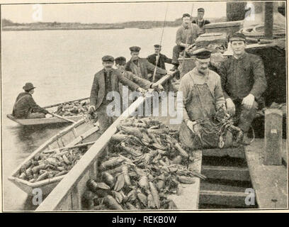 . Civic Biologie; Lehrbuch der Probleme, lokaler und nationaler Ebene, die nur durch die bürgerliche coöperation gelöst werden können. Biologie. 290 CIVIC BIOLOCxY wenn tlie unten Gewohnheit stärker fixiert. Es ist vergleichsweise leicht Lobster Eier auszubrüten, aber wenn der Brj befreit werden, sobald geschlüpft, ist nichts über die natürlichen Bruteiern gewonnen. Für über 30 Jahre in Ex-Periments haben Fortschritte in diesem Land wurden die Methoden der Aufzucht Hummer braten durch die kritische frei-Schwimmen Phasen auf die Vierte, oder unten, Stadium zu entdecken. Seit Jahren Ergebnisse waren vernachlässigbar, aber endlich. Abb. 134. Tragende Hummer, von p Stockfoto