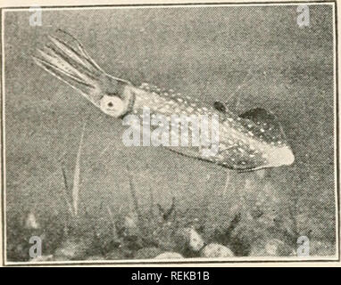 . Civic Biologie; Lehrbuch der Probleme, lokaler und nationaler Ebene, die nur durch die bürgerliche coöperation gelöst werden können. Biologie. 284 CIVIC BIOLOGIE Shells. Wenn in einem ausgewogenen Aquarium, Physa dienen die meisten der interessanten Reaktionen - Fortbewegung, Spinning Schleimhäute Threads, Ernährung, Atmung, um zu zeigen, Ei - Verlegung - von dieser Gruppe von Muscheln. Die Eier werden in transparenten Massen von Gelee auf das Glas gelegt werden, und somit sich leisten Gelegenheit, die embryologische Entwicklung eines Gastropode zu beobachten. Tyrian Lila, der Farbstoff, wurde von Meeresschnecken, die als purjniras Seit remot bekannt wurden Stockfoto