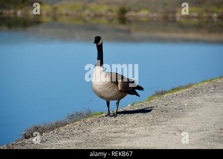 Eine Kanada Gans in der Nähe von Water's Edge. Kanada Gänse werden Menschen angreifen, wenn sie sich bedroht fühlen, aber dieses nur hupte mich an, als er Pp watschelte Vergangenheit. Stockfoto