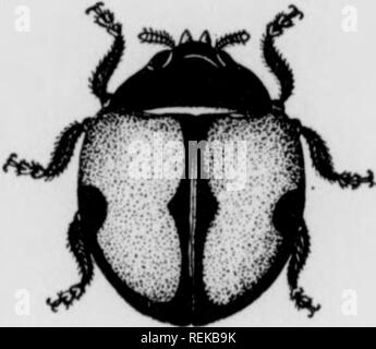 . Unter irragation Cirtus Früchte. Zitrusfrüchte, Obst - Kultur. Abb. 20 (b). Bitte beachten Sie, dass diese Bilder sind von der gescannten Seite Bilder, die digital für die Lesbarkeit verbessert haben mögen - Färbung und Aussehen dieser Abbildungen können nicht perfekt dem Original ähneln. extrahiert. Scranton: Internationale Lehrbuch Co. Stockfoto