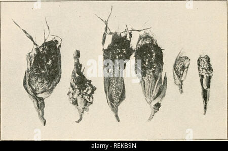 . Civic Biologie; Lehrbuch der Probleme, lokaler und nationaler Ebene, die nur durch die bürgerliche coöperation gelöst werden können. Biologie. 21 t) riVIC BIOLOQY Kartoffelfäule, oder rot und trocken rot, oder Stammzellen Trockenfäule, der Kartoffel; und Krone Galle der Trauben, Beerensträuchern und Obstbäumen. So auch, Birne und Apfel Feuerbrand wurden oft verstreut Broadcast von Baumschulen, weil disinfec- j^ runing Tools vernachlässigt wurde. Im Allgemeinen, Krankheit zeigt &Lt;deutlich in der Baumschule oder Feld, während es erfordern würde, bakteriologische und mikroskopischen Methoden die Keime innerhalb der Samen oder die Bestände zu finden. Gehen Sie aus und jagen über lokale nurseri Stockfoto