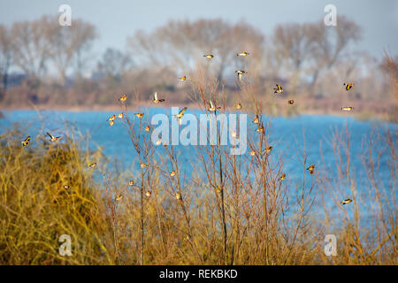 Die Niederlande, 's-Graveland, Herde von GOLDFINCHES (Carduelis carduelis). Stockfoto