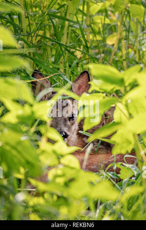 Die Niederlande, 's-Graveland, ländliche Immobilien Spanderswoud genannt. Hirsch oder Reh. Junge. Kitze versteckt im Gras und Büschen. Stockfoto
