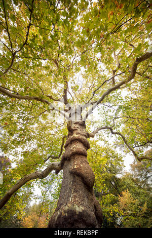 Die Niederlande, 's-Graveland, 's-Gravelandse Buitenplaatsen. Platan Baum (Platanus). Bantam ländlichen Anwesen. Farben des Herbstes. Stockfoto
