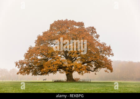 Die Niederlande, 's-Graveland, 's-Gravelandse Buitenplaatsen. Stofbergen Farm und ländliche Immobilien. Farben des Herbstes. Eiche. Stockfoto