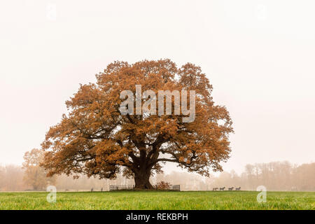 Die Niederlande, 's-Graveland, 's-Gravelandse Buitenplaatsen. Stofbergen Farm und ländliche Immobilien. Farben des Herbstes. Eiche. Stockfoto