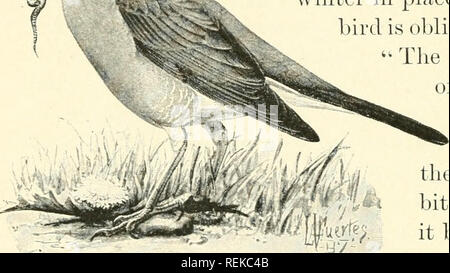 . Bürger Vogel: Szenen aus der Vogelwelt in einfachem Englisch für Anfänger. Vögel. Die AMERIKANISCHE ROBIN'', ein anderes Haus Vogel, Cousin, das Bluebird, kommen mit ihm in die Feder, und häufig verweilende durch die Avinter an Orten, die mit den blauen Vogel verpflichtet ist, zu verlassen."'' Das Robin ein Cousin von Das Bluebird! "I n t e r r e d u pt Nat;'' Warum, Sie sehen nicht ein Bit gleich - wie kann es sein, Onkel Roy?" "Ich hatte erwartet, sie zu bitten, die Frage," sagte der Arzt. "Das Verhältnis von Vogel fami-liegt, wie auch die der anderen Tiere, basiert auf einem Gleichnis in der FORMATI Stockfoto