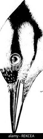 . Eine Geschichte der nordamerikanische Vögel [microform]: Land der Vögel. Vögel - Nordamerika; Ornithologie - North American; Oiseaux - In du Nord; Ornithologie - In du Nord. '//. Bitte beachten Sie, dass diese Bilder sind von der gescannten Seite Bilder, die digital für die Lesbarkeit verbessert haben mögen - Färbung und Aussehen dieser Abbildungen können nicht perfekt dem Original ähneln. extrahiert. Baird, Spencer F., 1823-1887; Brauer, T.M. (Thomas Mayo), 1814-1880; Ridgway, Robert, 1850-1929. Boston: Little, Brown Stockfoto