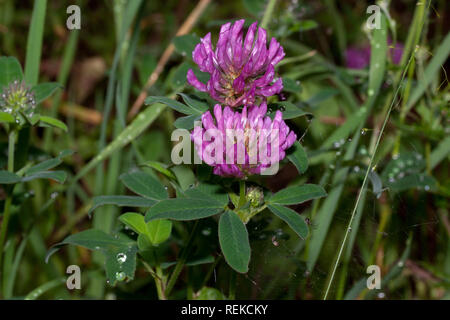 Zwei Blume von Klee wachsen auf einer Frühlingswiese. Trifolium pratense. Erwachen der Natur. Stockfoto