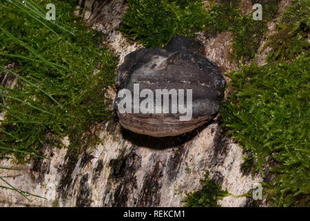Inonotus obliquus wächst auf den Stamm eines Baumes. Parasitische Pflanze. Natur erleben. Stockfoto