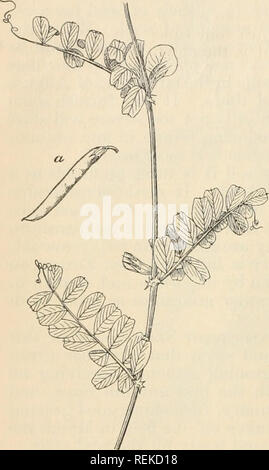 . Rundschreiben. Gramineae -- United States; Futterpflanzen - Vereinigte Staaten. Feder vetch, oder Unkraut. (Vicia sativa.) Frühling vetch ist eine begrünte, jährliche, trailing Kraut, 1 bis 2 Meter hoch, mit 4- bis 5-eckig stammt, einfach oder von der Basis verzweigt. Die Blätter sind zusammengesetzt und sind mit 3 oder 4 Ranken beendet. Die 5 bis 7 Paare von merkblätter sind weitesten oberhalb der Mitte, stumpf oder am Ende eingekerbt, und mit einem abrupten Punkt (Bild gekippt. 2). Die Blüten sind recht groß, Deep Purple, ein oder zwei zusammen in der Achsel des Blatt auf einem sehr kurzen Stiel. Die Anlage ist weich und behaart. Geschichte. Dieses alte Stockfoto