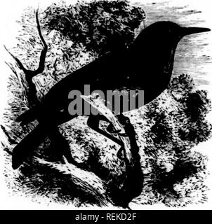 . Eine Geschichte der nordamerikanische Vögel [microform]: Land der Vögel. Vögel - Nordamerika; Ornithologie - North American; Oiseaux - In du Nord; Ornithologie - In du Nord. 200 NOUTll AMKliUAN lilliDS. Der Mil-kranke Diese jjenns ist nicht anders als die der Ami Stunius Stunwlla, und auffällige anionischen Coicina aufgedeckt - durch seine Nase. Oymnokitta cyanocephala, Pr. Max. JAT MAXIMlLIAirS Gymnorhinm cynnotrphnhis, Vw.. Maximiiian, K "'Ich. s"' in das iniuiv Nortl-Anicrika, IT, 1841, 21. - In. Voyaj^'f daii. s-rAm. du Nord, III, 1843, 296. (Ii/iiiiiokittn rifiUKHrpha/a", pR, Max. Ist." o." 'Hp. Stockfoto