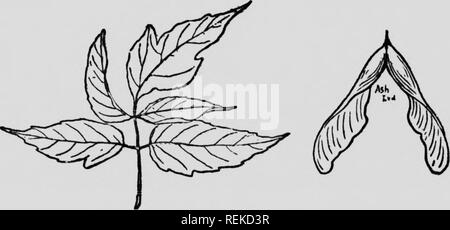 . Dem Forsthaus, Handbuch, oder den Wald Bäume des östlichen Nordamerika [microform]. Bäume; Arbres. Box Elder oder Ash-Leaved! Ahorn. {Acer Ne^ rückgängig machen) ein kleiner Baum, 40 oder 50 bis 70 Fuß hoch, fand vor allem entlang von Bächen. Holz pale, Soft, close-durchlässigen, Licht. Ein kubischer Fuß wiegt 27 kg schlechter Kraftstoff. Macht Papier- und Zellstoff. Merkblätter 2 bis 4 cm lang. Sap liefert einen zarten weißen Zucker. Vor allem in Mississippi Valley und von Nord nach Manitoba, aber in den östlichen Bundesländern als eine Flucht aus dem Anbau. "War es üblich, Zucker aus Ahorn zu machen, aber mehrere andere Bäume wurden auch von den Indianern erschlossen. Von der Stockfoto