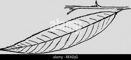 . Dem Forsthaus, Handbuch, oder den Wald Bäume des östlichen Nordamerika [microform]. Bäume; Arbres. Crack Willow, spröde Willow. {Salix fragilis) ich einen hohen schlanken Baum, bis zu 80 Meter hoch. "Crack" etc., weil seine Zweige so viel durch die Stürme beschädigt sind; zu spröde für Korb Arbeit, sondern ein Favorit für Holzkohle bei der Herstellung von Schießpulver benutzt, etc. seine Blätter, 4 bis 7 cm lang, sind sehr ausgeprägt. Dies ist eine Europäische Arten nun aber gründlich in den nordöstlichen Staaten eingebürgert. Als grobe Regel die Form der perfekte Baum eng gestaltet ist, dass der Stockfoto
