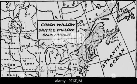 . Dem Forsthaus, Handbuch, oder den Wald Bäume des östlichen Nordamerika [microform]. Bäume; Arbres. Förster' Handbuch 27. Crack Willow, spröde Willow. {Salix fragilis) ich einen hohen schlanken Baum, bis zu 80 Meter hoch. "Crack" etc., weil seine Zweige so viel durch die Stürme beschädigt sind; zu spröde für Korb Arbeit, sondern ein Favorit für Holzkohle bei der Herstellung von Schießpulver benutzt, etc. seine Blätter, 4 bis 7 cm lang, sind sehr ausgeprägt. Dies ist eine Europäische Arten nun aber gründlich in den nordöstlichen Staaten eingebürgert. Als grobe Regel die Form der perfekte Baum eng Fa ist Stockfoto