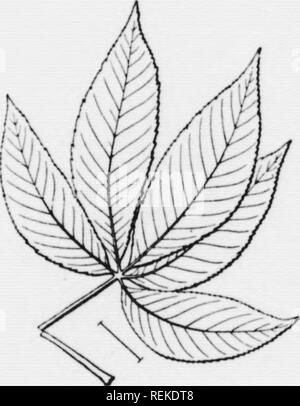 . Bebilderte Schlüssel zu den wilden und am häufigsten kultivierten Bäume im Nordosten der USA und das benachbarte Kanada [microform]: Vor allem auf Blatt Zeichen. Bäume; Bäume; Arbres; Arbres. ri^. 255. Ich "Llid IJiukoyc.li^^.^5"^^^^^^^ cel HuckL yc. Roßkastanie, Acsculus octandra var. hybrida. (DC) Sar-^- 197. Blütenblätter und Kelch hell rot. In der Regel ein Strauch. "Ein. &Gt; outhward und nach Westen, auch Kult. (Abb. 257.) Rote Roßkastanie, Acsculus Pavia L. Linden, B. asswood. Blätter breit oder rund eiförmig und in der Regel mit eine unsymmetrische Base. Blüte; ind Obst Cluster lange angepirscht, in der Nähe des angeschlossenen Stockfoto