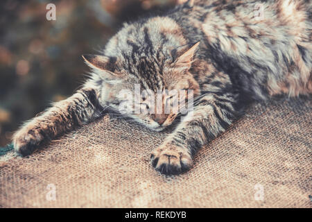 Sibirische Katze schläft auf Sack im Hof Stockfoto