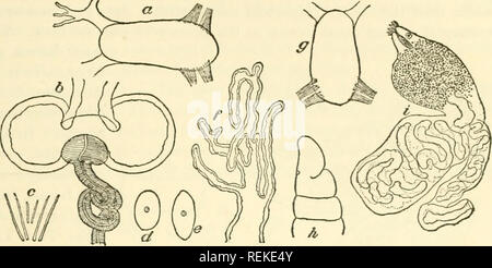 . Enchytraeidae an der Westküste von Nordamerika. Enchytraeidae; Annelida. ID ENCHYTR^^117^=&gt;^. Abb. 77. Frtdericia santcebarbarce. Lokalität. - Zwei Exemplare aus Santa Barbara, Kalifornien, Mai, 1898. In den Gartenboden. Die Proben werden in einem schlechten Zustand der preser- machten es unmöglich, die Struktur der chylus Zellen zu ermitteln, nach FRIDERICIA POPOFIANA sp. nov. Text-Abbn. 78 und 79. Definition. - Länge ca. 18 mm, Breite 0,5 mm. Somiten über 45. Setae vier in einem Faszikel, der inneren kleiner. Prostomium stumpfen, abgerundeten, leicht rugose. Clitellum klein, nicht prominent, XII und XIII. Copul Stockfoto