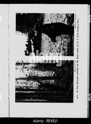 . Wilde Tiere zu Hause [microform]. Tiere; Zoologie; Animaux; Zoologie. . Bitte beachten Sie, dass diese Bilder sind von der gescannten Seite Bilder, die digital für die Lesbarkeit verbessert haben mögen - Färbung und Aussehen dieser Abbildungen können nicht perfekt dem Original ähneln. extrahiert. Seton, Ernest Thompson, 1860-1946. Toronto: W. Briggs Stockfoto