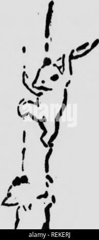 . Wilde Tiere zu Hause [microform]. Tiere; Zoologie; Animaux; Zoologie. Bean von Hirii und niedrige Dcffnt die nur beweisen, dass ich der Bären in der Region gefunden. Einen Tag Allgemein Junge, dann verantwortlich für Tl.: Park, kam, wie wir immer zusammen zu sehen. Und ich sagte ihm, dass ich, obwohl ich so viele Bären versprochen worden war, wie ich es mir gewünscht, und ich hatte es wurde htvesti-Gating für sechs wedu bereits, ich hatte mich nicht gesehen. Er antwortete: "Sie sind nicht an der richtigen Stelle. Über dem Brunnen Hotel gehen und dort sehen Sie, wie viele Bären, wie Sie wollen." Das war unmöglich, für tiiere waren nicht genug trägt in Th Stockfoto