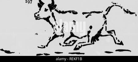 . Wilde Tiere zu Hause [microform]. Tiere; Zoologie; Animaux; Zoologie. Souk< MU Milch wurde verschüttet, reißen Sie den Boden mit Hufe und Hörner, und aussprechen, dass die furchtbaren Krieg - unten. Die Cowboys montiert ihre Ponys und gab eine gute Demonstration der Macht der Gehirne im Urteil des Brawn. Sie, dass Bull im Galopp eine Meile oder mehr nahm, sie ermahnte ihn-^'th somehardUcksof aknotted - ropeandlefthf kam zurück, und nach einer Weile wir alle tuxm ich'' oder die Nacht. So wie wir zu vergessen, alle Dinge waren, die süssen • Ruhe des Lagers wurde wieder durch, dass ^^ep gestört, vibrierenden Orgel Ton, der Stockfoto