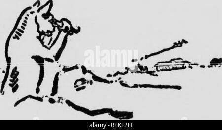 . Wilde Tiere zu Hause [microform]. Tiere; Zoologie; Animaux; Zoologie. SDeal: &Lt;ats Ave, Schleichen, adroit Hider und schüchternsten Sache im Wald. Ich habe zwanzig lagerten - fünf Jahre in seinem Land und haben noch nie eine wilde Cougar gesehen. Ahnost nie sind sie ohne d&lt gefunden;^ spedaHly ausgebildet md Jagen zu schleppen. Obwohl ich nie einen Cougar im Großen gesehen haben, ist es ziemlich sicher, dass viele Einen mich aufgepaßt hat. Ja! Auch im Yellowstone Park. Erinnern Sie Sich an Dieses, oh Traveller, vor der Mammoth Hot Springs Hotel sitze! Sie sind in den Augen von zwei berühmten Cougar spukt - Mt. Evarts und Bunsen Stockfoto