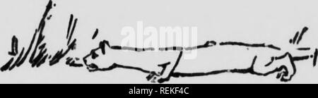 . Wilde Tiere zu Hause [microform]. Tiere; Zoologie; Animaux; Zoologie. XI Sneak-ißt - Große und Kleine i i i 7 * 0 X 7-Fahrt kann fünf hundert Meilen taaoag^ Bergen, in einem Land, in dem diese Biester von prty im Überfluss, und noch nie ein Haar von einem lebenden N iidcat. Aber wie viele vermuten Sie sehen Sie? Lugen aus einem Dickicht, in der Nähe der Spur, flüchtig sehen Sie über einige offene Tal in den Bergen, oder überprüfen Sie von varitm? Punkte, wie sie sich durch die campiirc. Sie Größe, die Sie bis zur entscheiden, Sie wollen nicht näher beschäftigen - Ings mit Ihnen; Sie sind Medizin hatte, eine Sache zu ausgewichen werden. Und ohl, wie schlau Sie sind Stockfoto