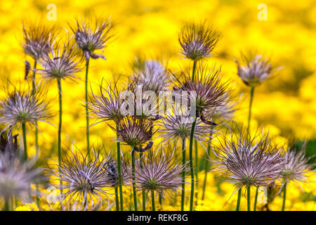 Pasque Blume, Pulsatilla vulgaris Samenköpfe Saatköpfe im Mai zu Samen gegangen Stockfoto