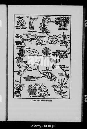 . Kanadischen wilden Blumen Wissenswertes [microform]. Wilde Blumen; Fleurs sauvages. . Bitte beachten Sie, dass diese Bilder sind von der gescannten Seite Bilder, die digital für die Lesbarkeit verbessert haben mögen - Färbung und Aussehen dieser Abbildungen können nicht perfekt dem Original ähneln. extrahiert. , Neltje Blanchan, 1865-1918; Dickinson, Asa Don, 1876-1960. Toronto: Musson Stockfoto