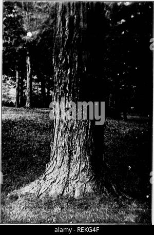 . Unsere einheimischen Bäume und wie zu erkennen, diese [microform]: Eine beliebte Untersuchung über ihre Gewohnheiten und ihre Besonderheiten. Bäume; Arbres. SUGAR MAPLE. Die i'ruuk ui Suyar Mupie, Acer saccharim.. Bitte beachten Sie, dass diese Bilder sind von der gescannten Seite Bilder, die digital für die Lesbarkeit verbessert haben mögen - Färbung und Aussehen dieser Abbildungen können nicht perfekt dem Original ähneln. extrahiert. Keeler, Harriet L. (Harriet Louise), 1846-1921. Toronto: McClelland, Goodchild & Amp; Stewart Stockfoto