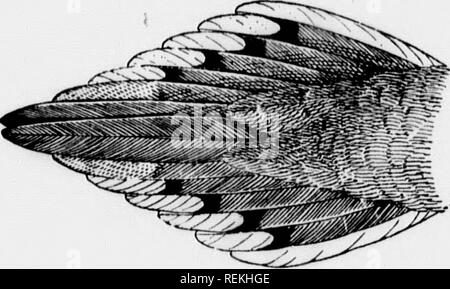 . Vögel von Dorf und das Feld [microform]: ein Vogel Buch für Anfänger. Vögel; Oiseaux. 30 Taube bei uns ing von tlio Laub eines Baumes, dreht seinen Kopf von einer Seite zur anderen Seite (INSPE; t uns, während seine Gehilfen fordert, fürsorglich,^' 000-0. 0,0/1. 000.0-0 - 000-o-o-COO-o-o;" wieder, wir sehen es Wandern ahmg den Boden, bewegte seine iiead Hack und Her witli die eigentümliche Bewegung 01 der Tauben; dann hören wir eine musikalische schwirren, wie es vergeht schnell durch die Luft neben uns, und auf die Suche nach die. Fkj. 12. Schwanz der Trauer - Taube. weiß Stirnreif seiner langen vanishing Schwanz (Abb. 12); oder Pe Stockfoto