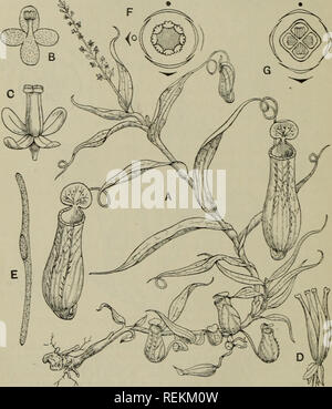 . Die Klassifizierung der blühenden Pflanzen. Pflanzen. 192 blühende PLAXTS Familie II. XEPENTHACEAE enthält eine Gattung nur. Nepenthes (Krug), mit etwa 60 Arten überwiegend bewohnen die Inseln der östlichen tropischen Asien, mit seinen größten Entwicklung in Borneo, aber West zu erweitern. Abb. 93. A. Nepenthes aus Buchsbaumholz, reduziert. B. in der männlichen Blüte. C. in der weiblichen Blüten. D. in der Frucht. E. Saatgut einer", phyllamphora. F. in der Zeichnung der männlichen Blüte, G. Dia- gramm der weiblichen Blüte, von A.distiUatoria. B, C, E erweitert. (A nach Kor-thals; B-E nach dem Wunschmann; F, G nach Eichler.) Madagaskar, wo es dar Stockfoto