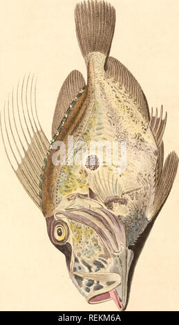 . Die Klasse Fische. Fische. . Bitte beachten Sie, dass diese Bilder sind von der gescannten Seite Bilder, die digital für die Lesbarkeit verbessert haben mögen - Färbung und Aussehen dieser Abbildungen können nicht perfekt dem Original ähneln. extrahiert. Cuvier, Georges, Baron, 1769-1832. London: Whittaker Stockfoto